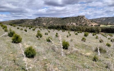 Más de 1  millón de euros gestionados para ayudas para producciones forestales de alto valor