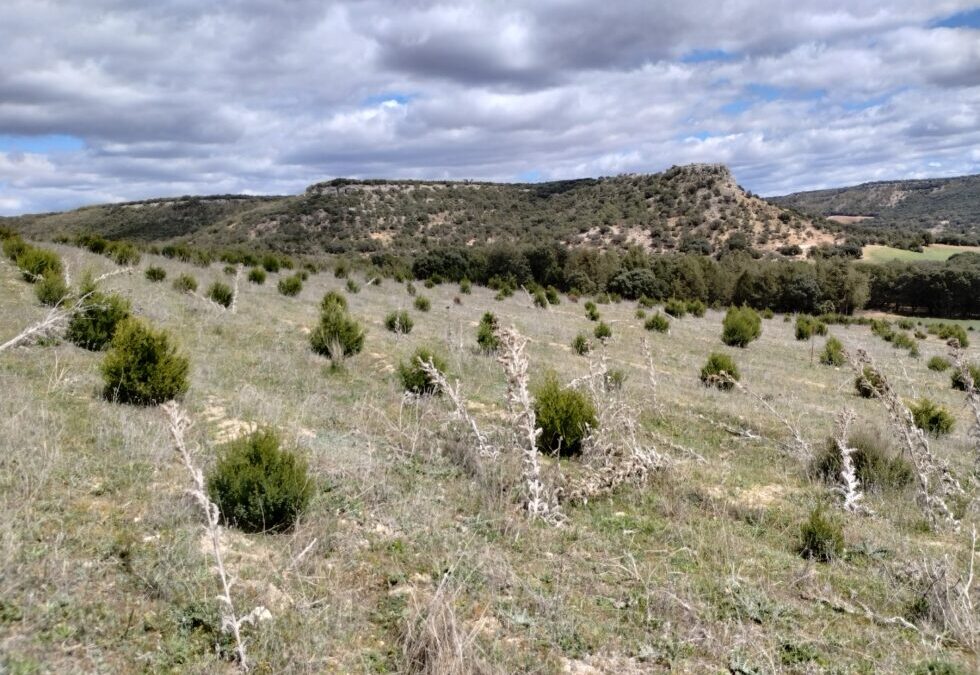 Más de 1  millón de euros gestionados para ayudas para producciones forestales de alto valor