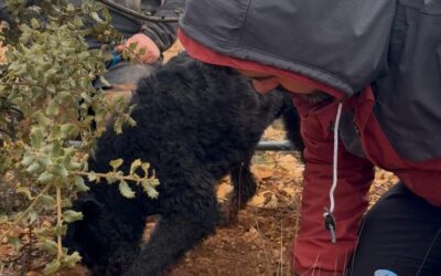 GESFORMA impulsa la primera escuela de truficultura en España: formación para el futuro del sector