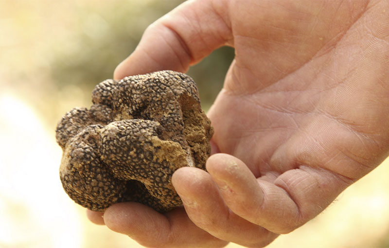 La truficultura: un cultivo de gran inversión en la provincia de Soria